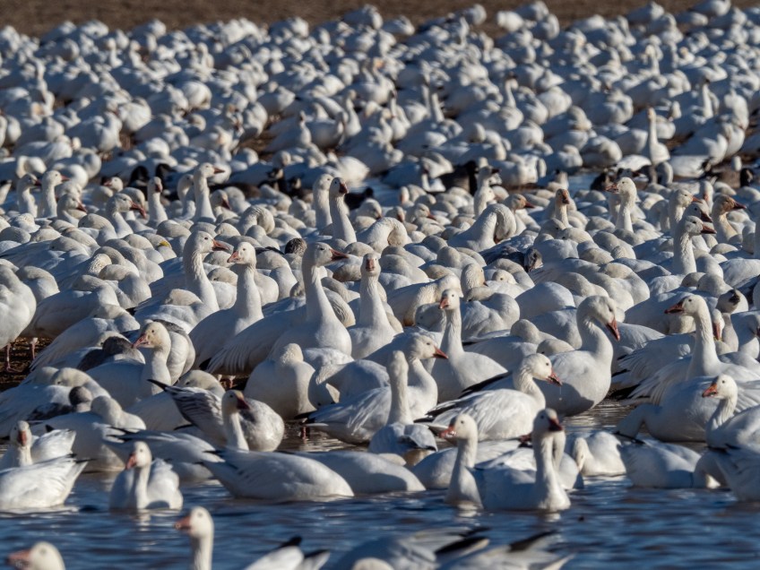 #BobHahnPhoto #GetOlympus #Bethlehem #PA #GreenPond #Nature #Animals #SnowGeese #SaveGreenPond #GreenPondMarsh #SaveGreenPondMarsh