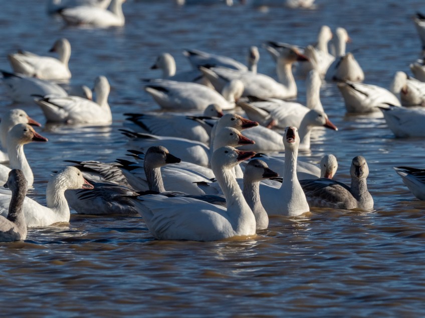 #BobHahnPhoto #Birds #GetOlympus #Bethlehem #PA #Nature #Animals