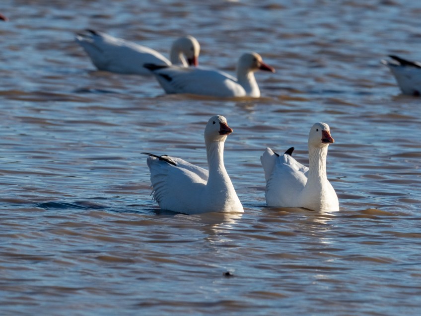 #BobHahnPhoto #Birds #GetOlympus #Bethlehem #PA #Nature #Animals