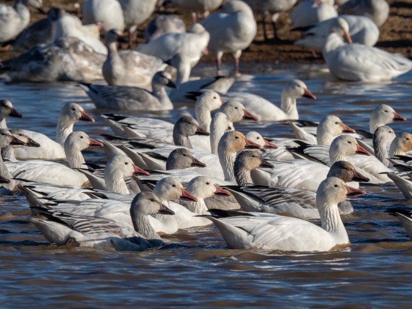 #BobHahnPhoto #Birds #GetOlympus #Bethlehem #PA #Nature #Animals