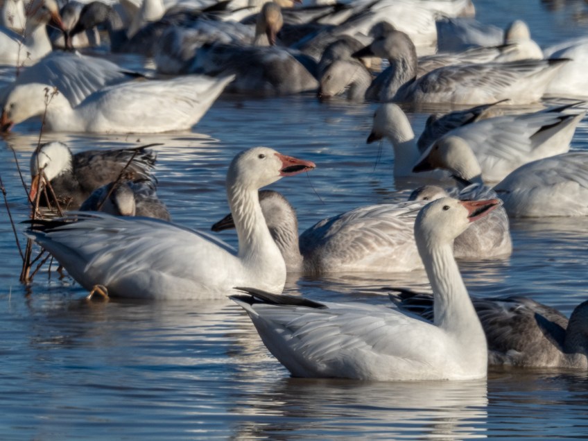 #BobHahnPhoto #Birds #GetOlympus #Bethlehem #PA #Nature #Animals