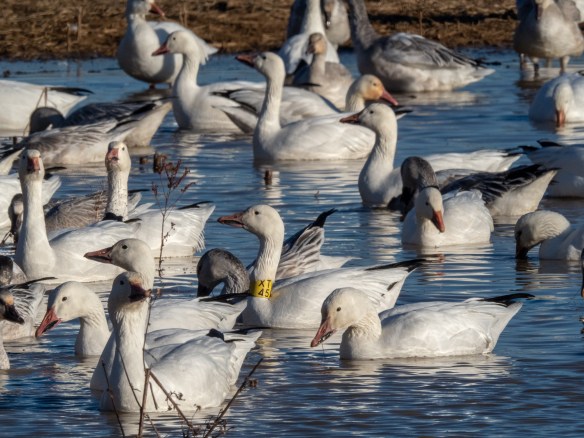 #BobHahnPhoto #Birds #GetOlympus #Bethlehem #PA #Nature #Animals