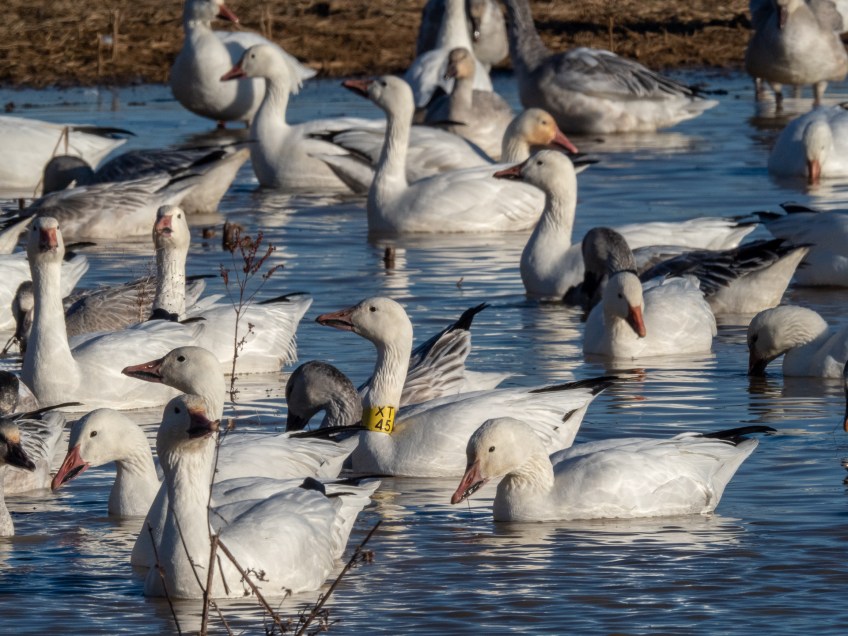 #BobHahnPhoto #Birds #GetOlympus #Bethlehem #PA #Nature #Animals