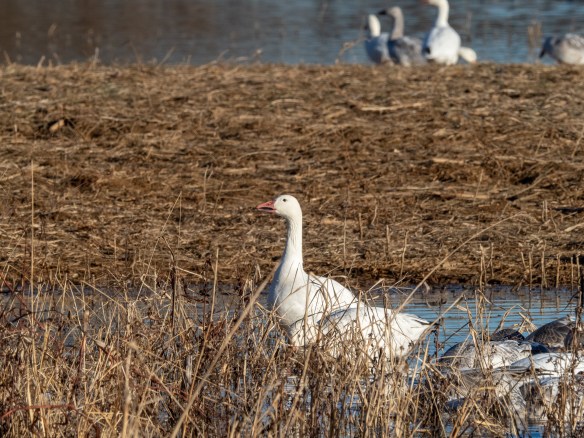 #BobHahnPhoto #Birds #GetOlympus #Bethlehem #PA #Nature #Animals