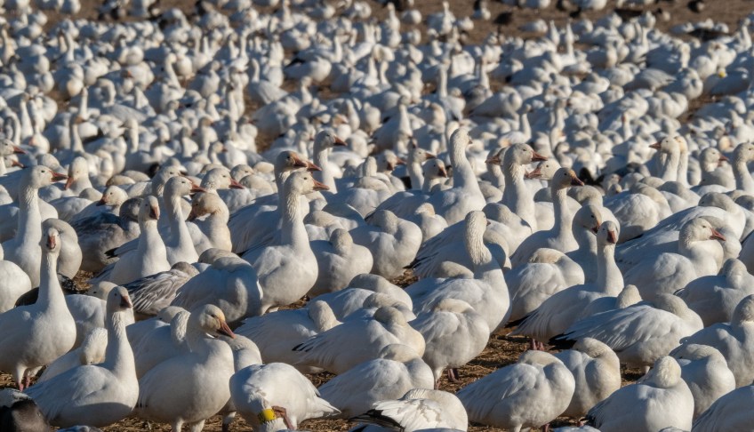 #BobHahnPhoto #Birds #GetOlympus #Bethlehem #PA #Nature #Animals