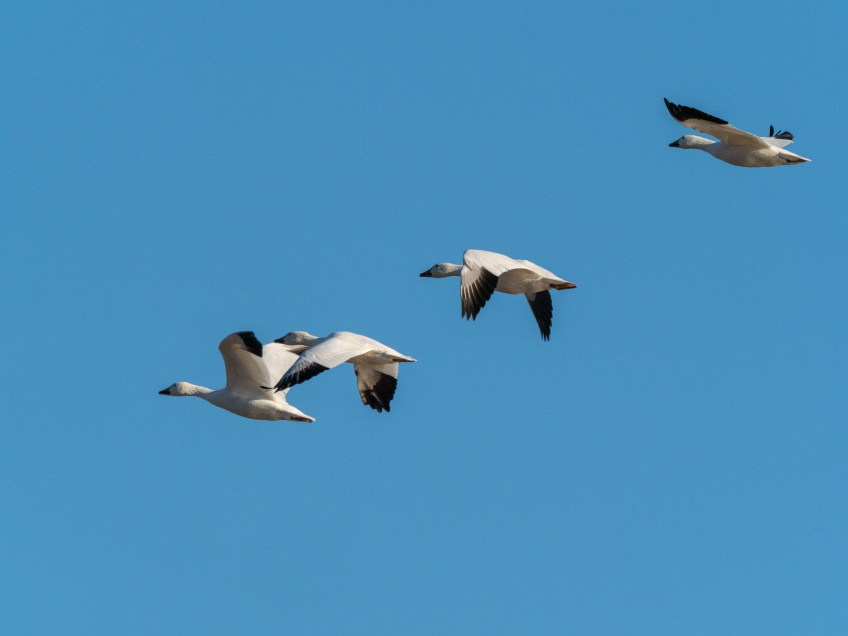#BobHahnPhoto #Birds #GetOlympus #Bethlehem #PA #Nature #Animals