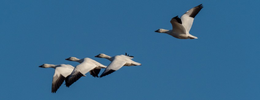 #BobHahnPhoto #Birds #GetOlympus #Bethlehem #PA #Nature #Animals
