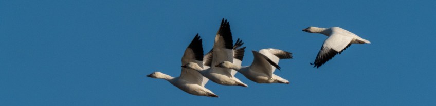 #BobHahnPhoto #Birds #GetOlympus #Bethlehem #PA #Nature #Animals