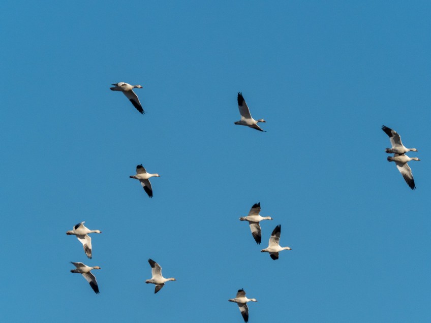 #BobHahnPhoto #Birds #GetOlympus #Bethlehem #PA #Nature #Animals