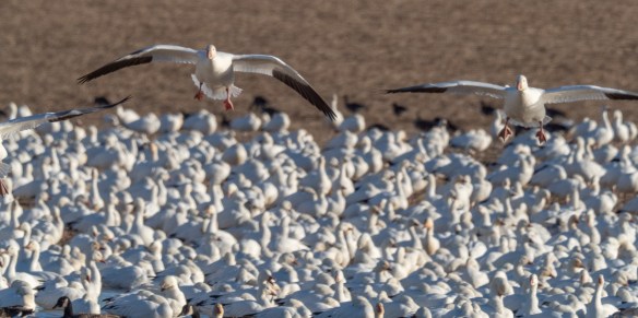 #BobHahnPhoto #Birds #GetOlympus #Bethlehem #PA #Nature #Animals