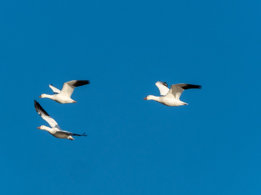 #BobHahnPhoto #Birds #GetOlympus #Bethlehem #PA #Nature #Animals