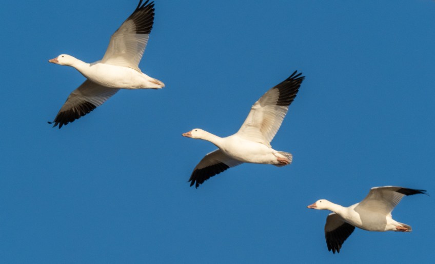#BobHahnPhoto #Birds #GetOlympus #Bethlehem #PA #Nature #Animals