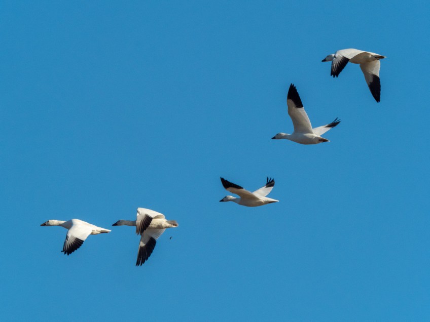 #BobHahnPhoto #Birds #GetOlympus #Bethlehem #PA #Nature #Animals