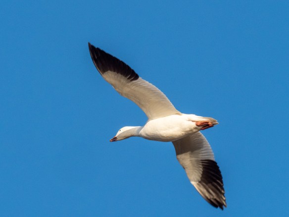 #BobHahnPhoto #Birds #GetOlympus #Bethlehem #PA #Nature #Animals
