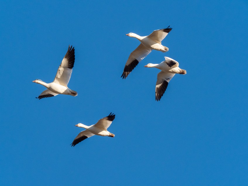 #BobHahnPhoto #Birds #GetOlympus #Bethlehem #PA #Nature #Animals