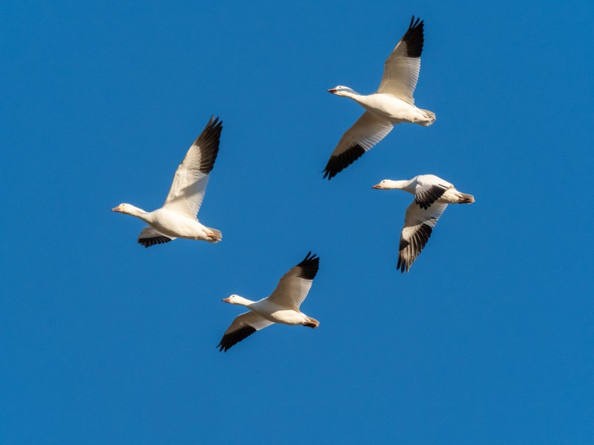 #BobHahnPhoto #Birds #GetOlympus #Bethlehem #PA #Nature #Animals