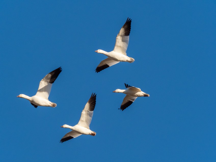 #BobHahnPhoto #Birds #GetOlympus #Bethlehem #PA #Nature #Animals