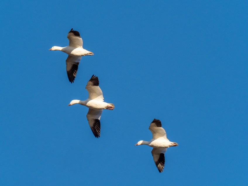 #BobHahnPhoto #Birds #GetOlympus #Bethlehem #PA #Nature #Animals