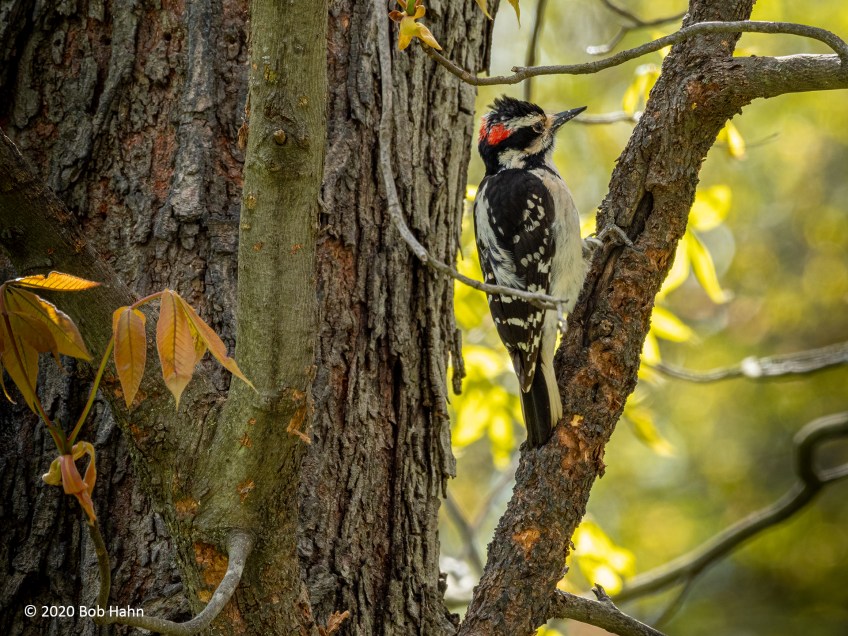 Hairy Woodpecker, Northampton, PA © 2020 Bob Hahn, Olympus OM-D/E-M1 Mark ll M.300mm F4.0 + Mc-20