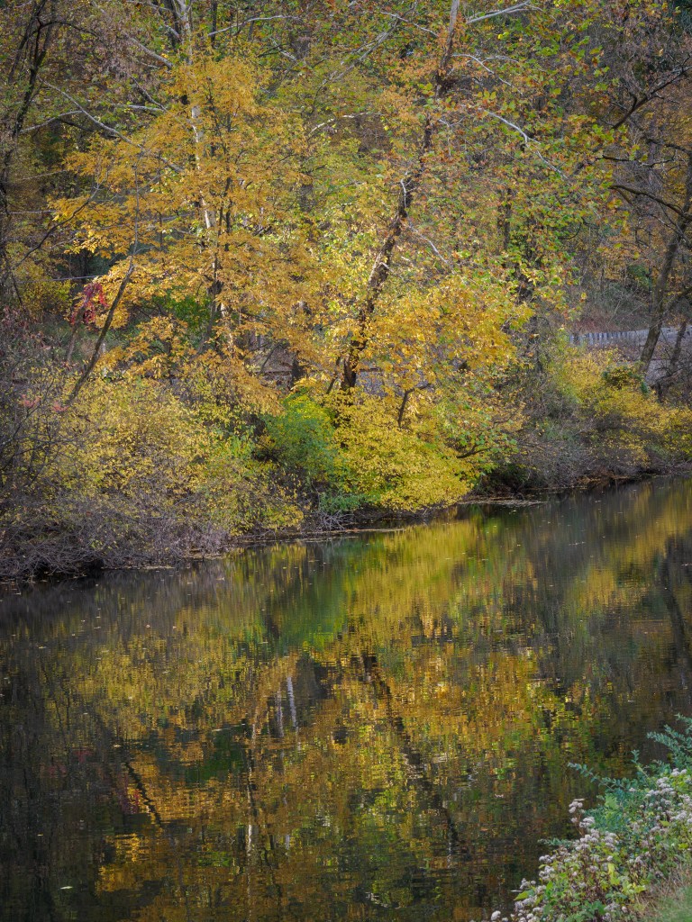 Fall Foliage Hugh Moore Park