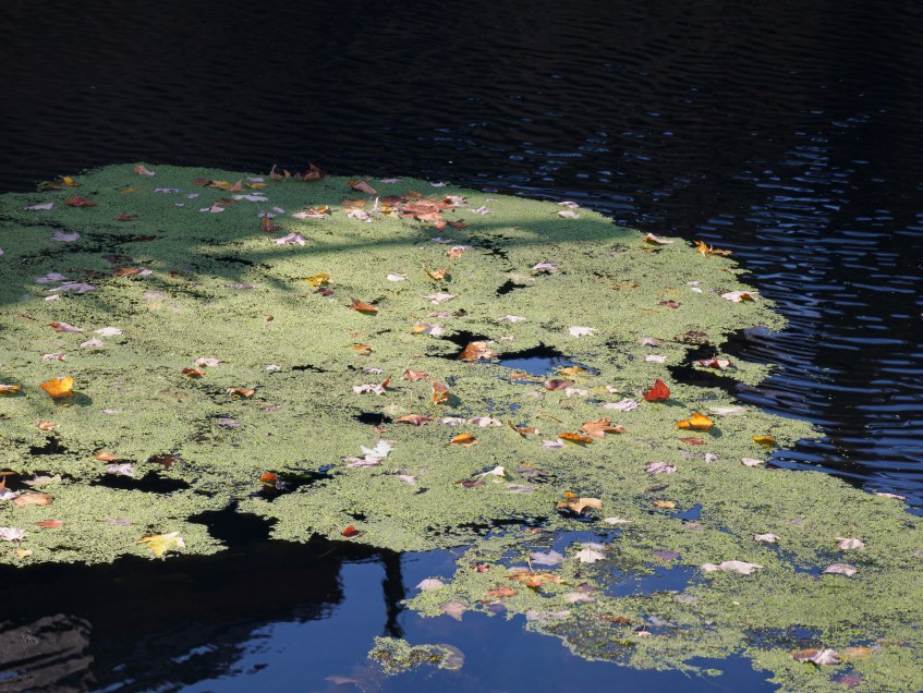 Fall Foliage Hugh Moore Park