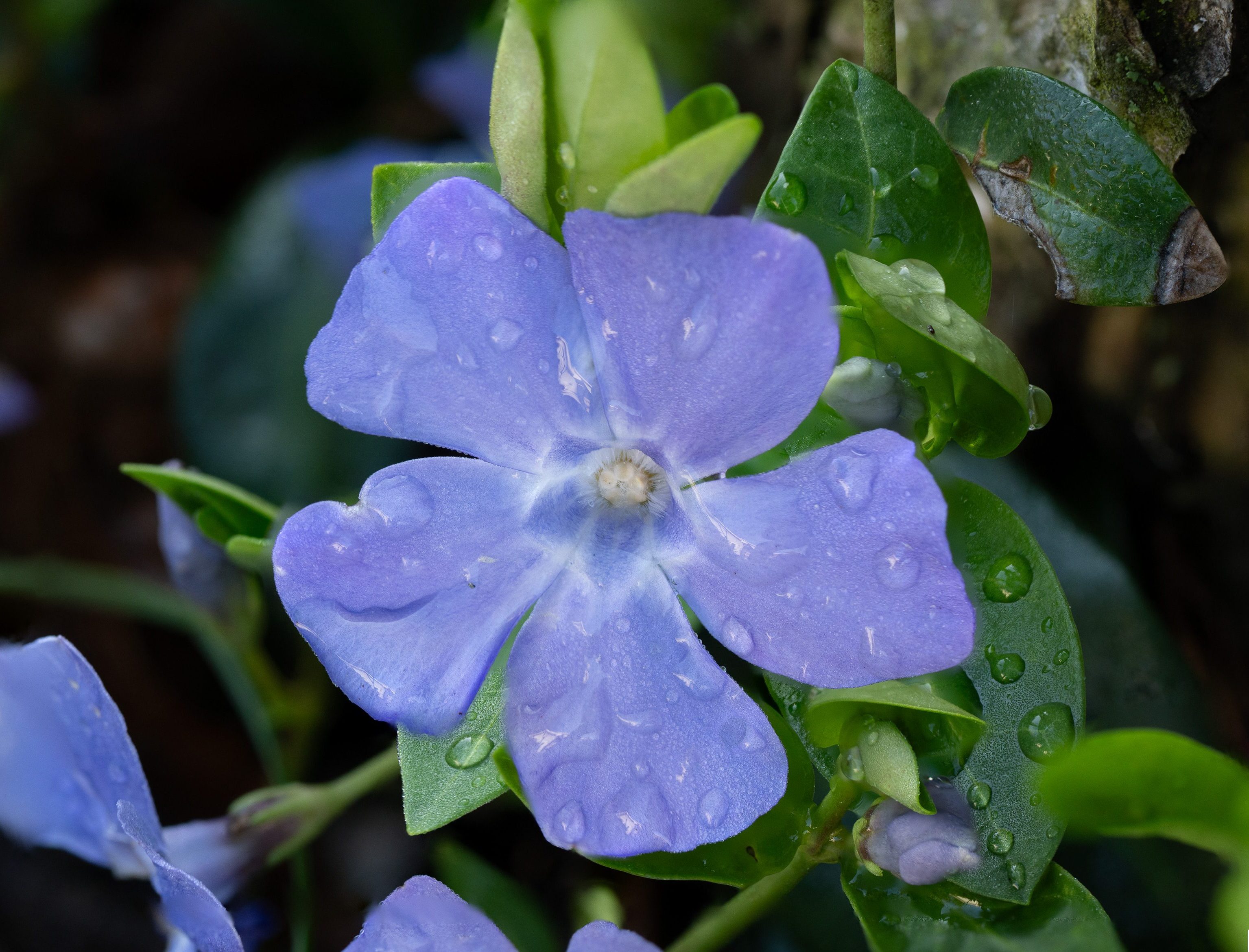 Periwinkle