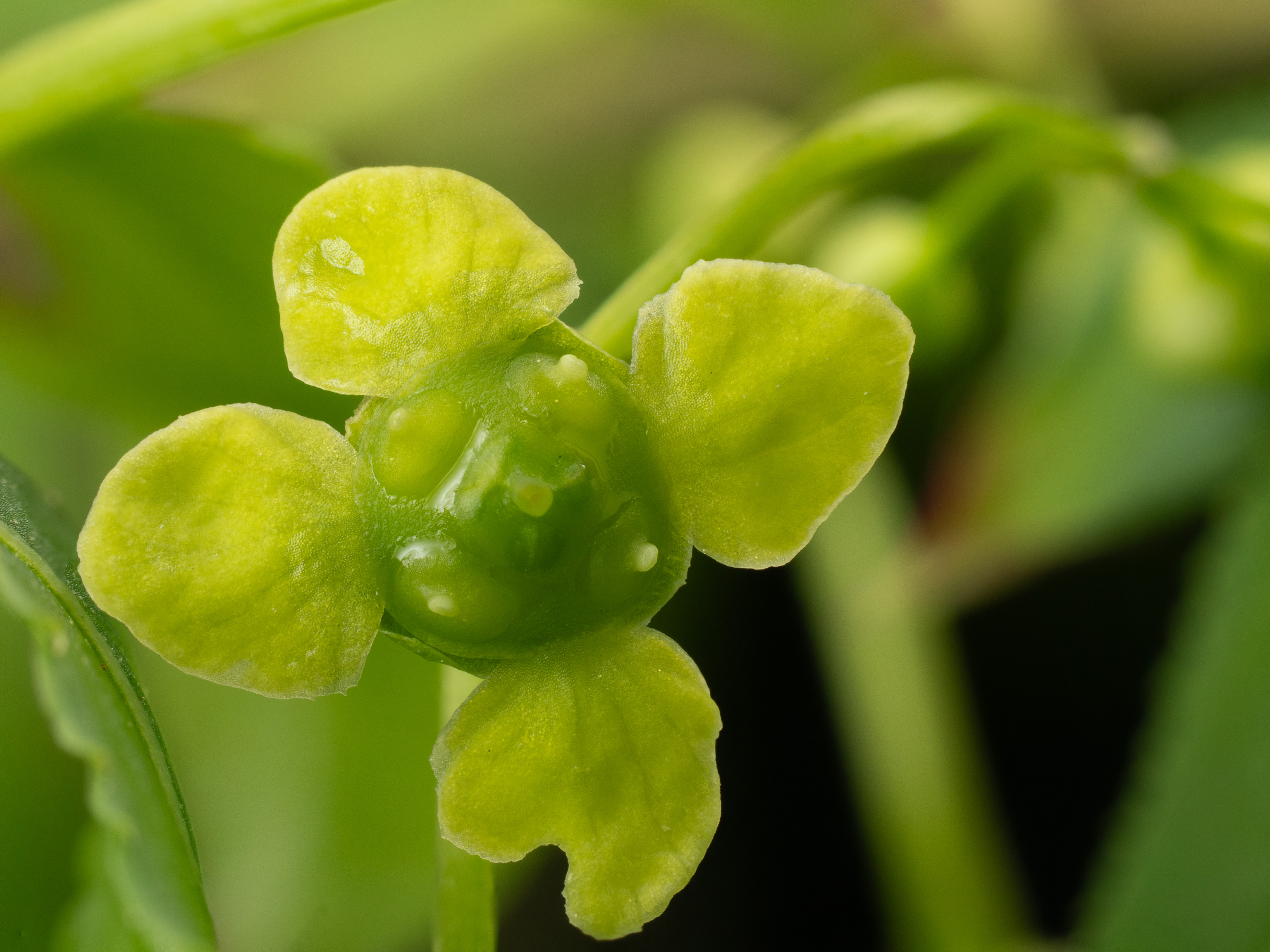 Burning Bush © 2026 Bob Hahn Studio OM-1 Mark II M.Zuiko ED 60mm f2.8 Macro Lens at 60 mm Exposure: 1/80Sec f: 8 ISO: 400