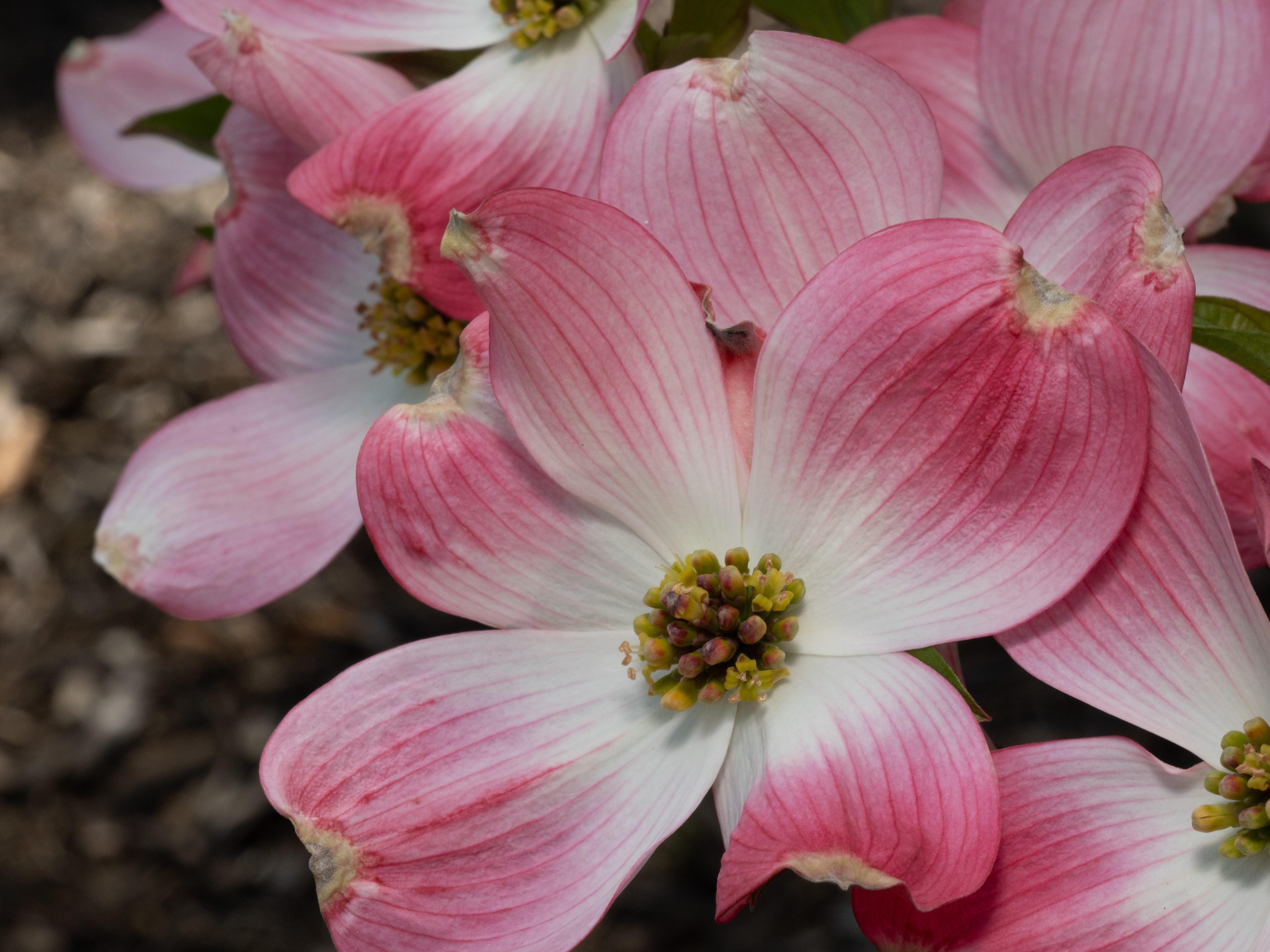 Flowering Dogwood